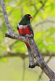 Elegant Trogon